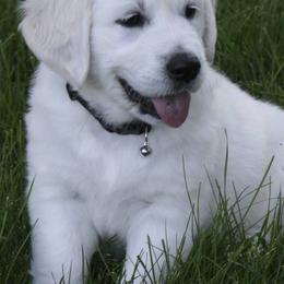 Golden Retrievers from Mapleleaf Goldens