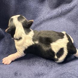 Oakley - Parti male Yorkshire Terrier puppy in Stockton, California from Maranatha Yorkies - Stockton