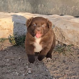 Johnny Cash - Red & white male Australian Shepherd puppy in Western Lake, Texas from MicKenna Ridge Ranch