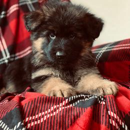 German Shepherd Puppies from S&S German Shepherds