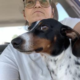 Spanky - Dachshund
