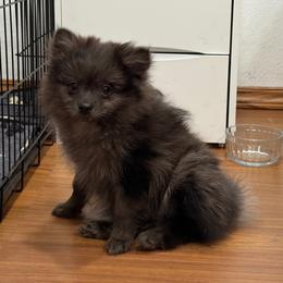 Gia - Chocolate merle female Pomeranian puppy in Jurupa Valley, California from Furry poms