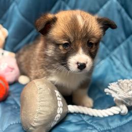 Graham - Sable male Pembroke Welsh Corgi puppy in Nortonville, Kansas from Low Riders Corgis & Mini Aussies