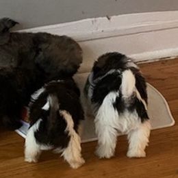 Companion Crosses from Kandace's Pups