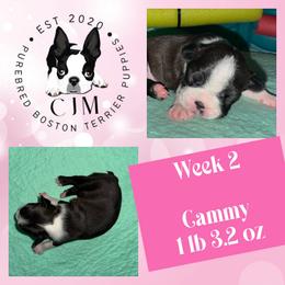 Cammy - Black and white female Boston Terrier puppy in Jupiter, Florida from CJM Boston and Boxer Puppies