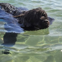 Portuguese Water Dog All Grown Up from Panion PWDs