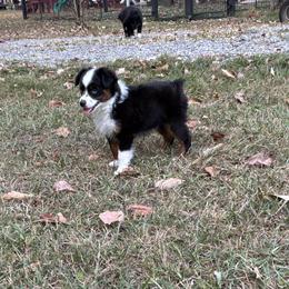 Little Bit- Toy - Black tri male Miniature Australian Shepherd puppy in Signal Mountain, Tennessee from D & D Miniature and Toy Australian Sheppards
