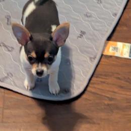 Ripley ( Rip ) - Black and white male Chihuahua puppy in Waycross, Georgia from OakView Farm Chihuahuas FB