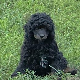 Zane - Phantom male Poodle puppy in Cabool, Missouri from Rafter B Farms