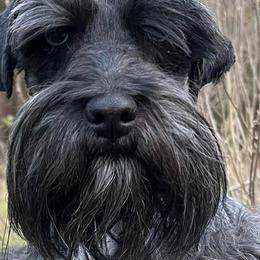 Ralph - Miniature Schnauzer