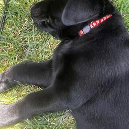 Labrador Retriever Puppies from Whispering Valley Labs