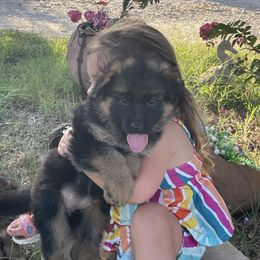 Light purple Collar - Black and red female German Shepherd puppy in Gunter, Texas from Gunter Gables German Shepherds