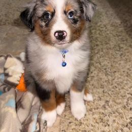 Stetson - Blue merle male Toy Australian Shepherd puppy in Huffman, Texas from Harper Cowboy VonBrunow