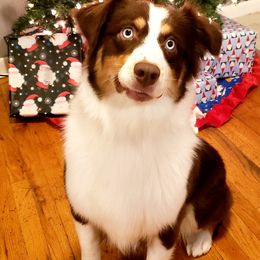 Australian Shepherds from Bar G Australian Shepherds