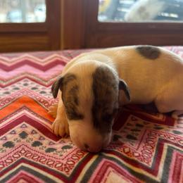 Sweetheart - White and red brindle female Whippet puppy in Oneida, Tennessee from Saving Grace