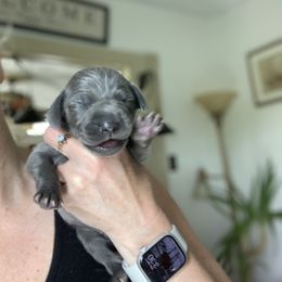 Weimaraner Puppies from Jennifer Anne's Weimaraners