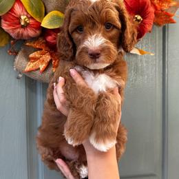 Boy 3 - Red  male Goldendoodle puppy in Elk Grove, California from Doodles by Faith