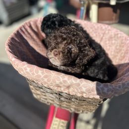 King - Brown male Poodle puppy in Wilson, North Carolina from Parti-Pawz
