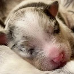 Shetland Sheepdogs from Somerlake Shetland Sheepdogs