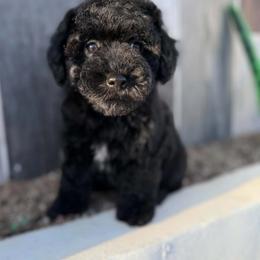Cannolli - Black & white male Maltipoo puppy in San Diego, California from Maltipoos SD