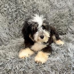 Basil - Black tri-color male Assorted Doodle Crosses puppy in Calhoun, Georgia from Happy Top Doodles