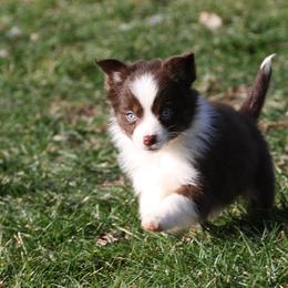 Border Collie, English Setter, and Miniature American Shepherd Puppies from First Harmony Farms