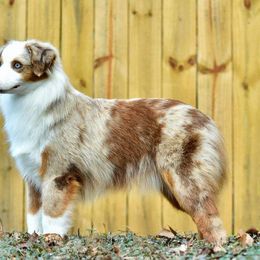 Miniature American Shepherd and Miniature Australian Shepherd All Grown Up from Taylor Made Aussies  & Taylor Made Miniature American Shepherd