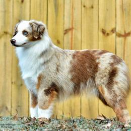 Miniature American Shepherd and Miniature Australian Shepherd All Grown Up from Taylor Made Aussies  & Taylor Made Miniature American Shepherd