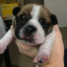 French Bulldog Puppies from PNW French Bulldogs