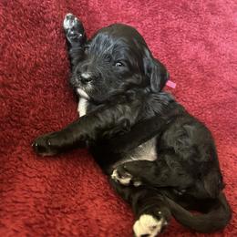 Girl 2 Pink Collar - Black and white female Cavapoo puppy in Tempe, Arizona from Springerdoodles Plus AZ