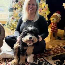 Natasha - Bernedoodle