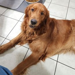 Oliver - Golden Retriever