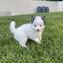Jasmine - Black and white female Pomsky puppy in Campton Hills, Illinois from Urban Miracle’s