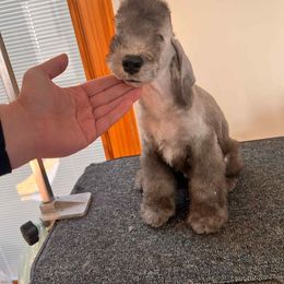 Male 2 - Blue male Bedlington Terrier puppy in Staten Island, New York from Arkada Sirene Kennel