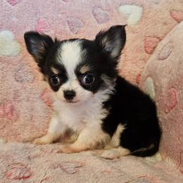 AKC Champion Sired Ariel - Black and white female Chihuahua puppy in Newport, Maine from Pinewood Acres Chihuahuas
