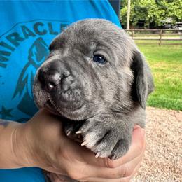 Miracle City Pink - Gray female Cane Corso puppy in Conroe, Texas from Miracle City