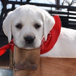 Labrador Retriever Puppies from Cream In My Coffee Labradors