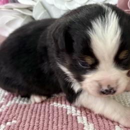 Miniature Australian Shepherd and Toy Australian Shepherd Puppies from Tonia Johnson's Toy and Miniature Australian Shepherds