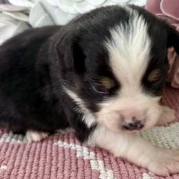 Miniature Australian Shepherd and Toy Australian Shepherd Puppies from Tonia Johnson's Toy and Miniature Australian Shepherds