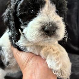 Toad - Black and white male Cockapoo puppy in Adrian, Oregon from ApplebyFarm