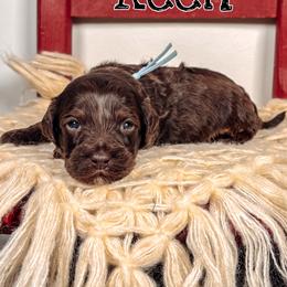 Keen - Chocolate male Australian Labradoodle puppy in Decatur, Alabama from Southern Meadows Doodles