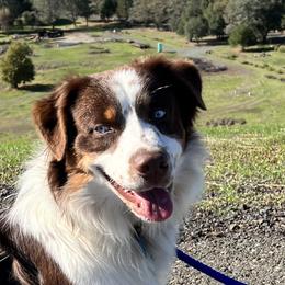 Hank - Australian Shepherd