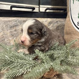 Boy 2 - male Bernedoodle puppy in Temecula, California from Country Hills Doodles