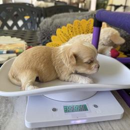Havanese Puppies from Sonny's Pups