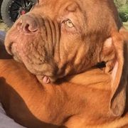 Dogue de Bordeaux Puppies from Bigdawgzmastiff