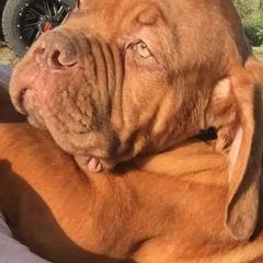 Dogue de Bordeaux Puppies from Bigdawgzmastiff