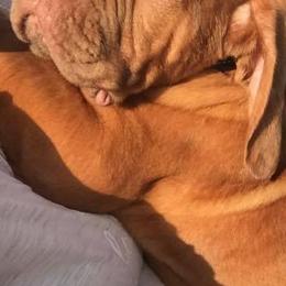 Dogue de Bordeaux Puppies from Bigdawgzmastiff