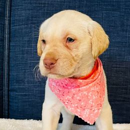 Labrador Retriever Puppies from Bush Hill Labradors