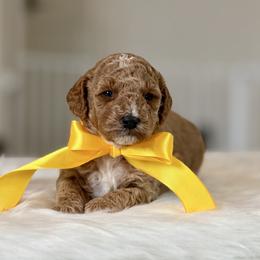 Firethorn - Apricot male Poodle puppy in Salem, Oregon from Lavish Poodles