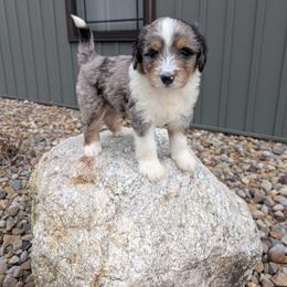 Zeke - Blue merle male Bernedoodle puppy in Beach City, Ohio from Blue Cloud Doodles